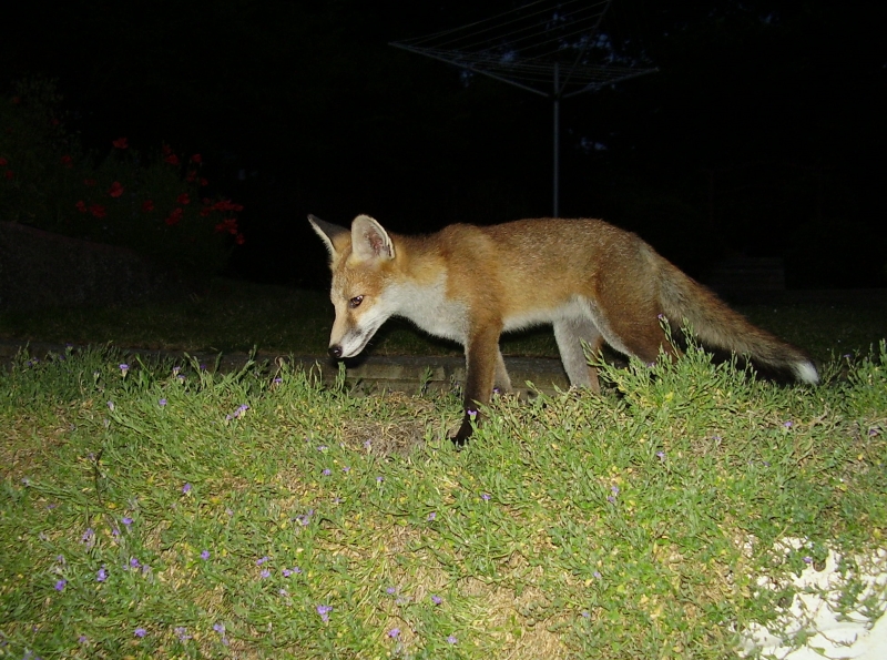 Fox Cub prowl 2