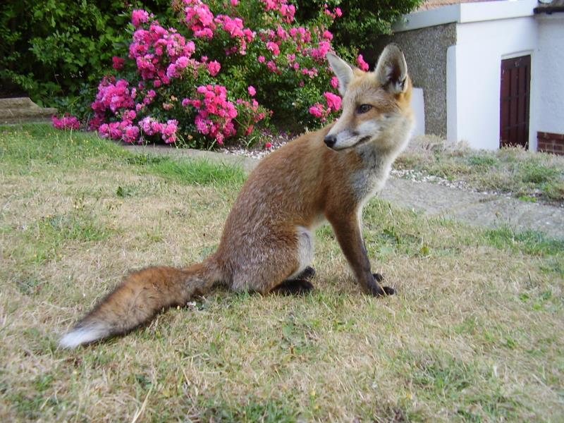 Fox cub