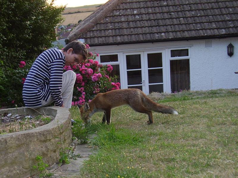 Friendly fox cub