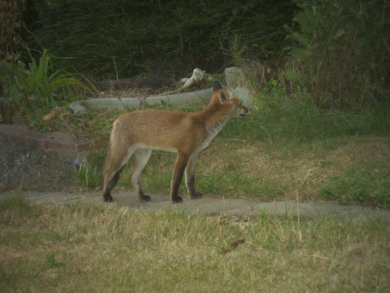 Fox cub