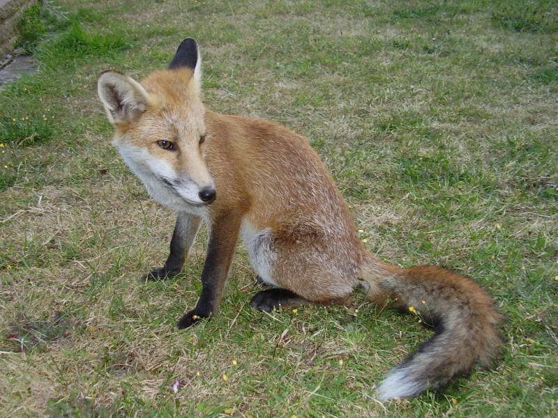 Fox cub sitting