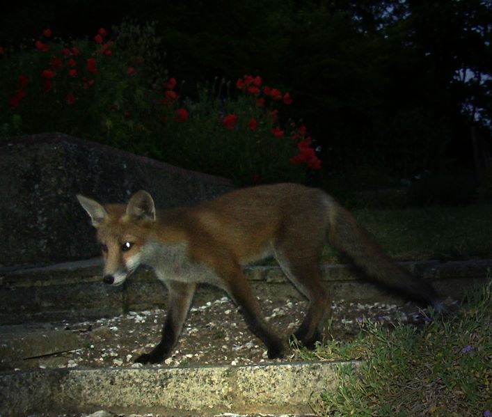 Fox Cub at night 2