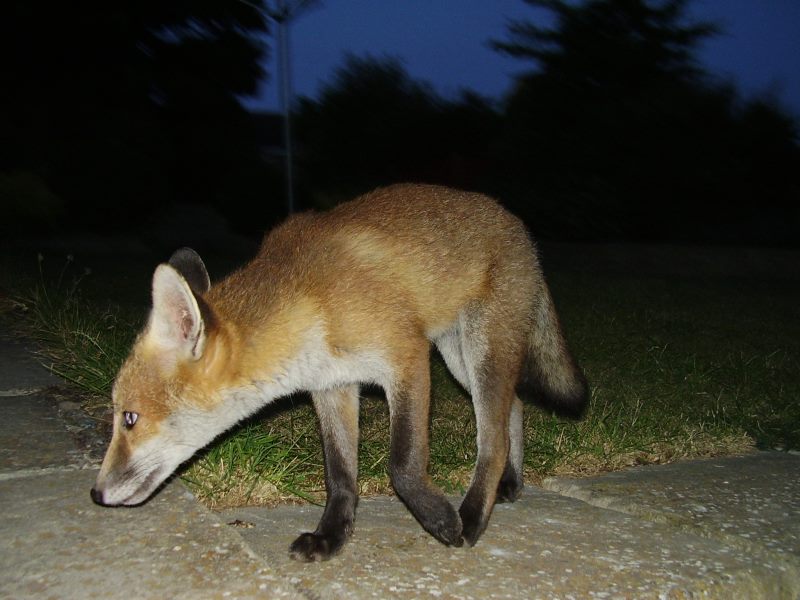 Fox Cub