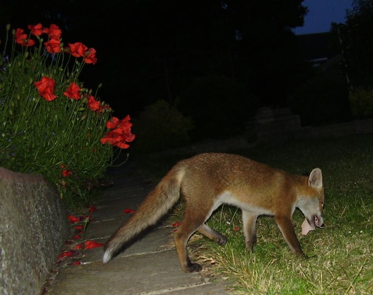 Fox Cub with food