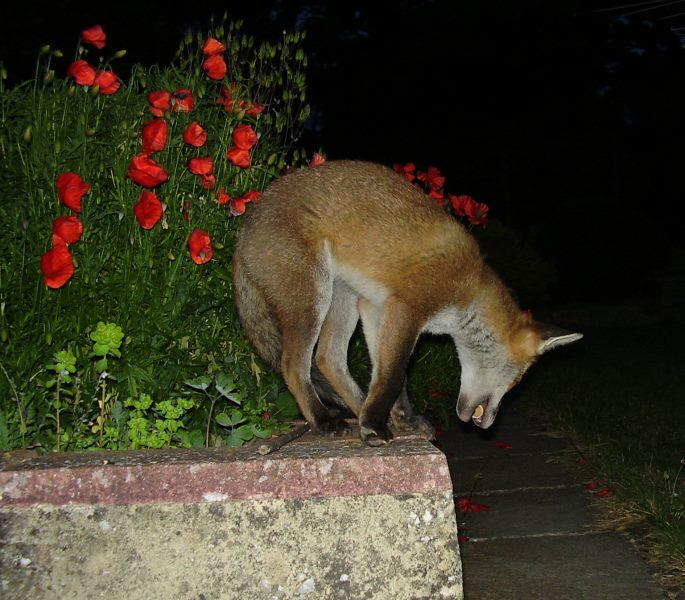 Fox Cub curl