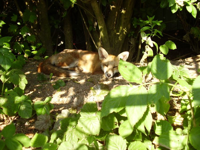 Fox cub in the sun