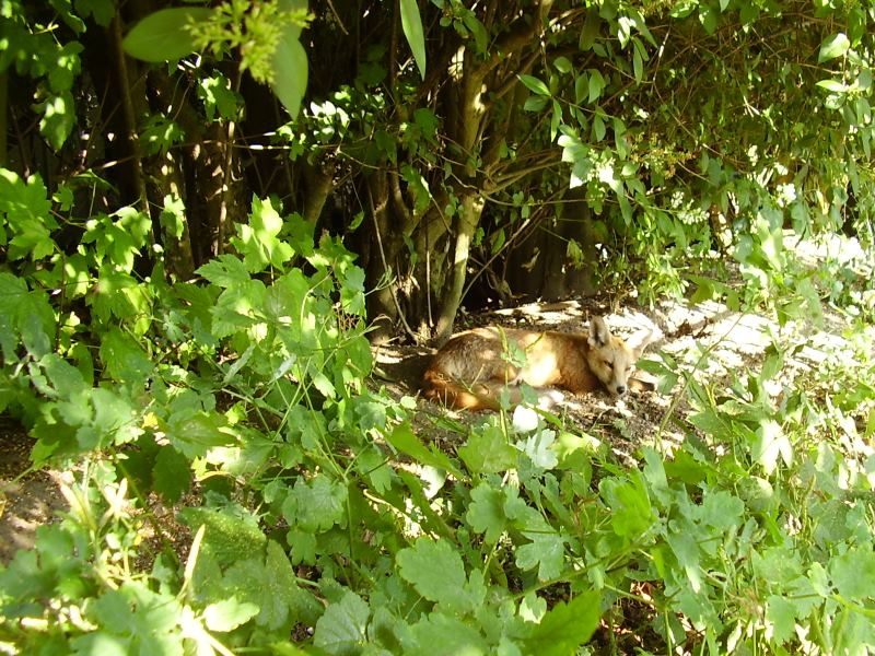 Fox cub in the sun