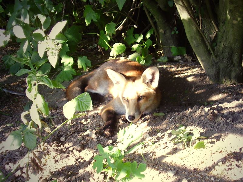 Fox cub in the sun 2