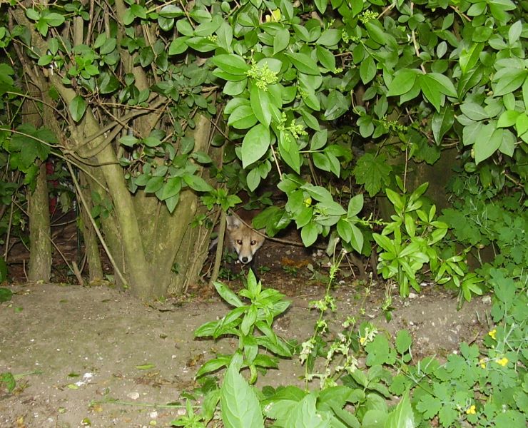 Fox Cub peeking