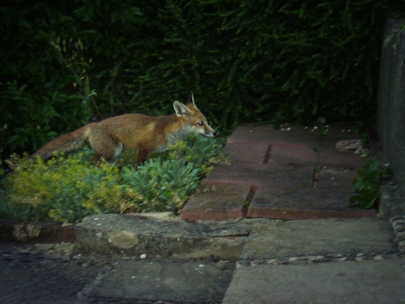 Fox Cub running