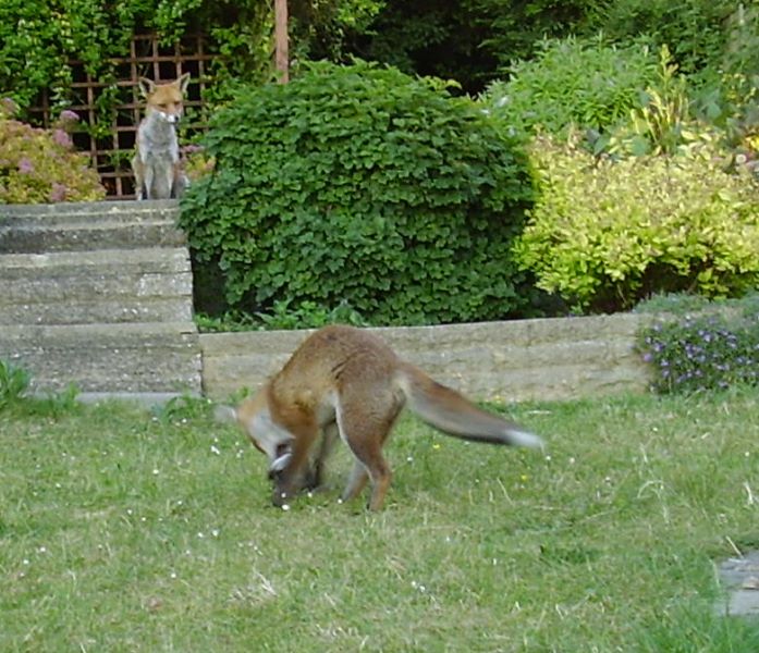 Fox Cub play hunting