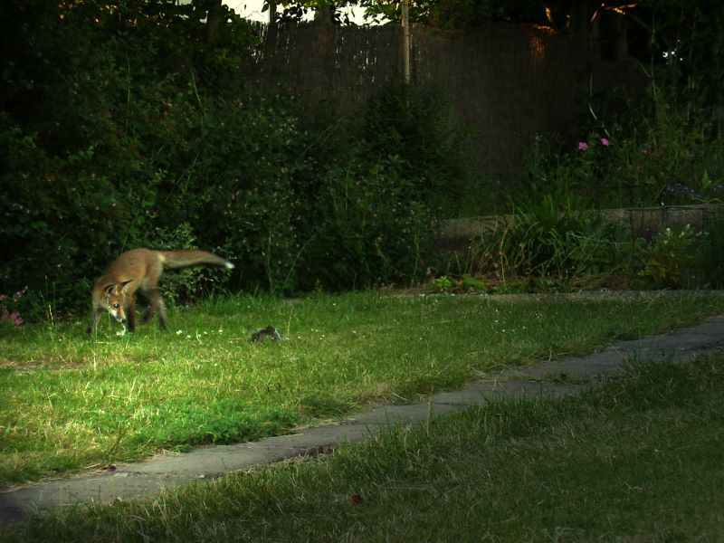 Fox Cub twisting