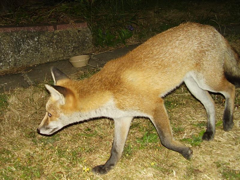 Fox cub at large