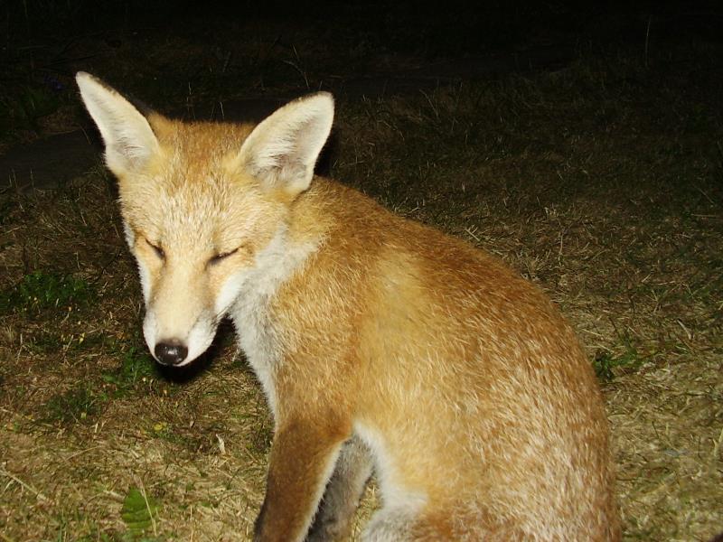 Fox cub