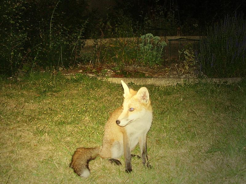Fox cub sitting