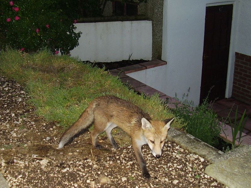 Wet fox cub