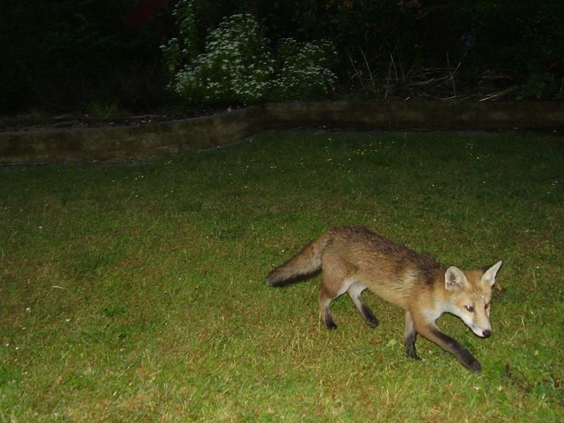 wet fox cub 2