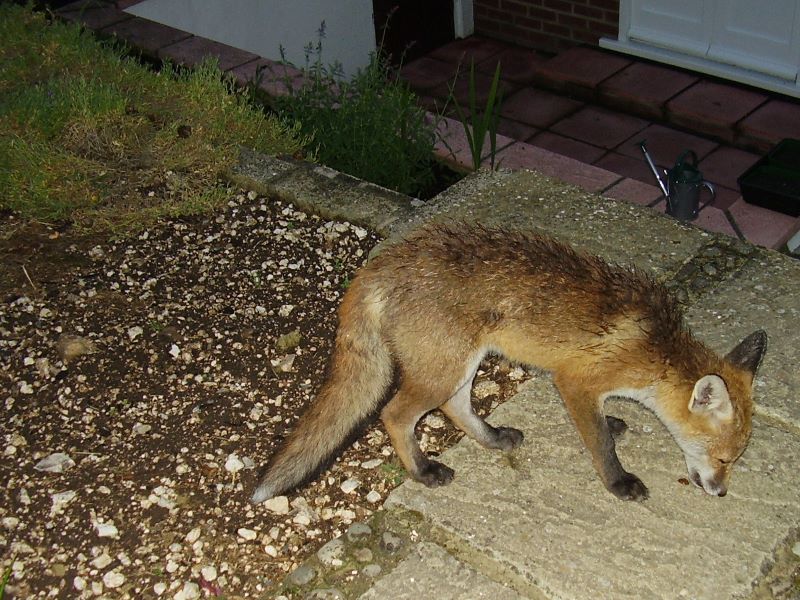 wet fox cub 3