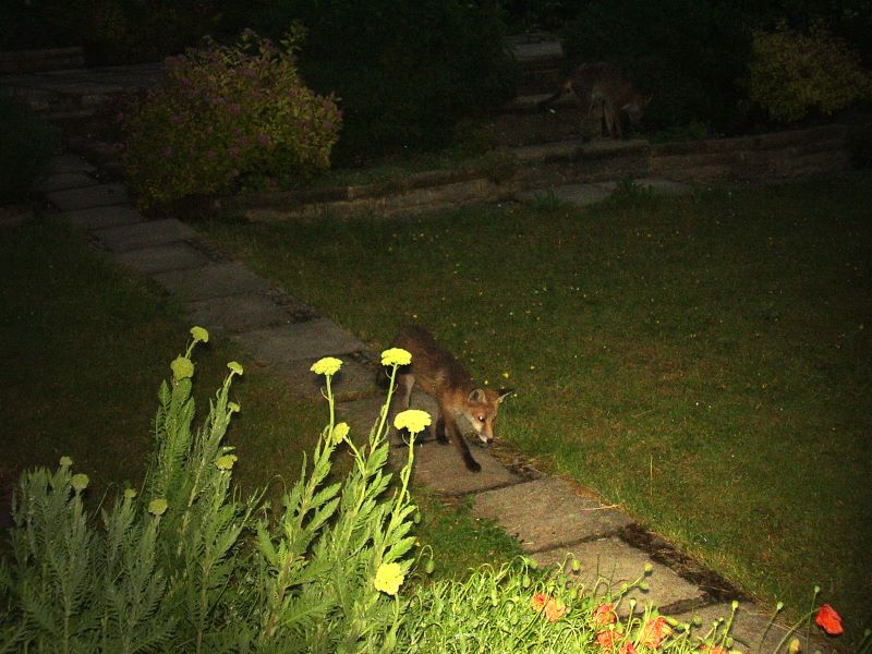 fox cub path