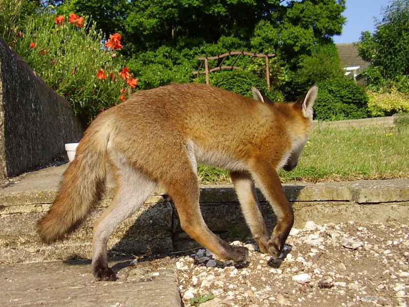 Fox Cub from rear