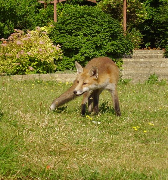 Fox Cub on lawn