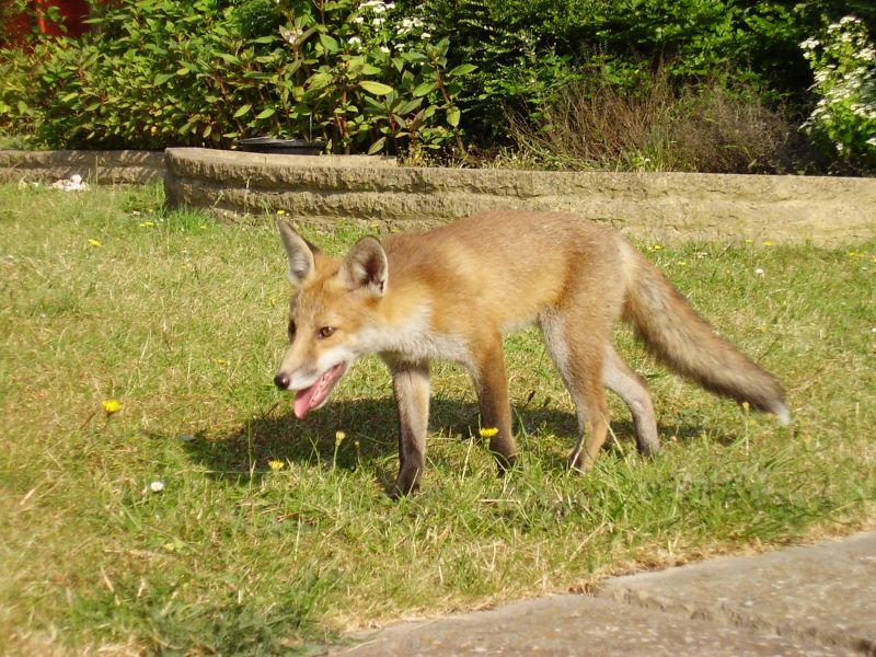 Fox Cub