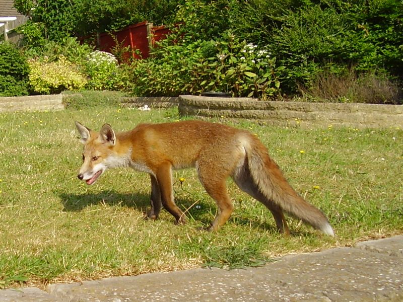 Fox Cub 2