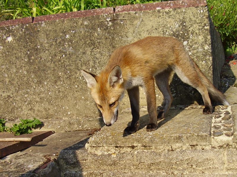 Fox Cub on steps
