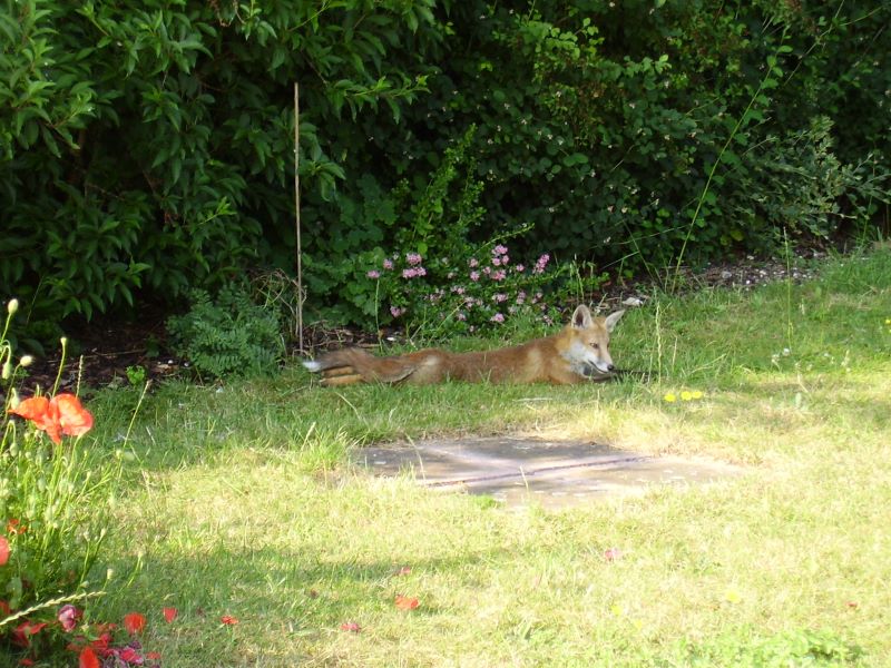 Fox Cub sunbathing