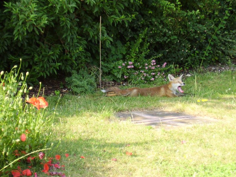 Fox Cub sunbathing 2