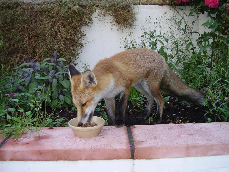 Fox cub feeding