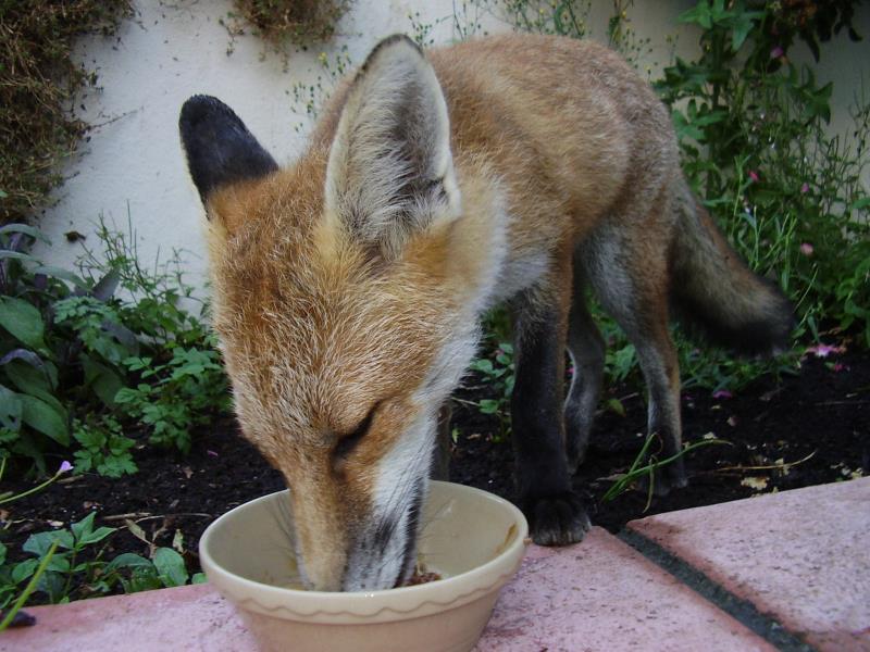 Fox cub feeding 2