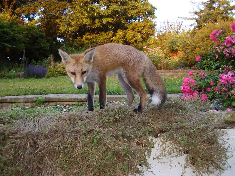 Fox cub