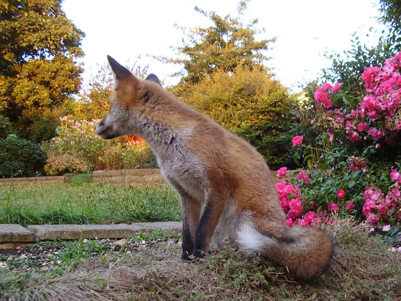 Fox cub sitting