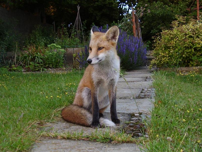 Fox cub on path