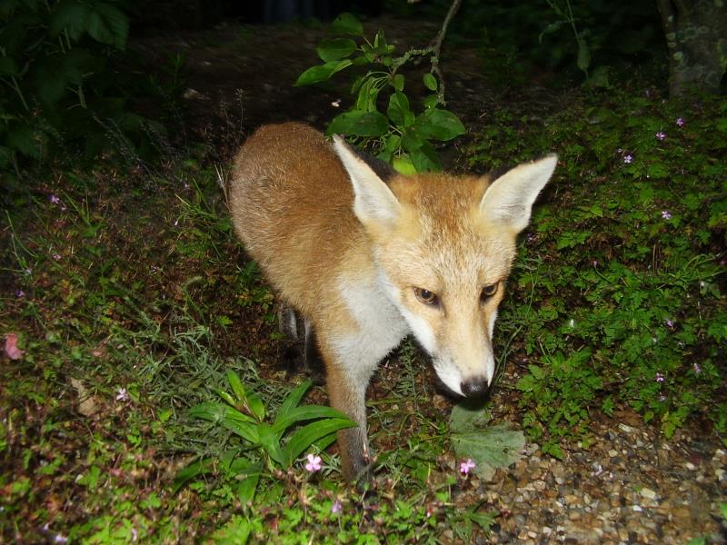Fox cub on gravel