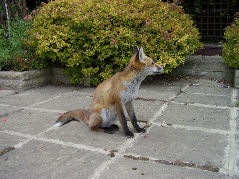 Fox cub sitting 3