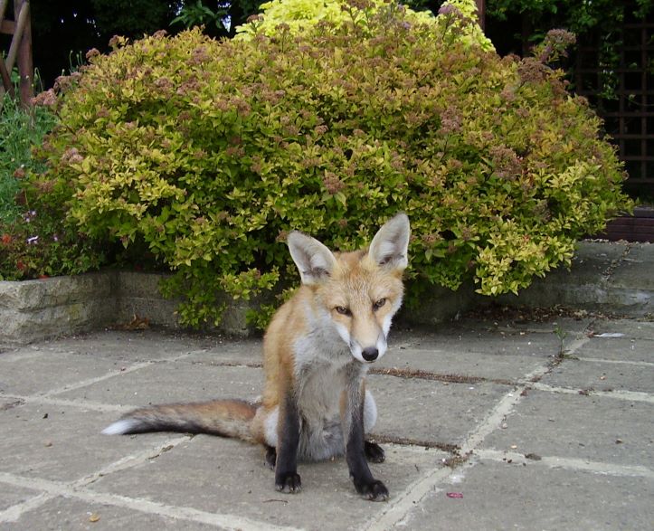 Fox cub on patio