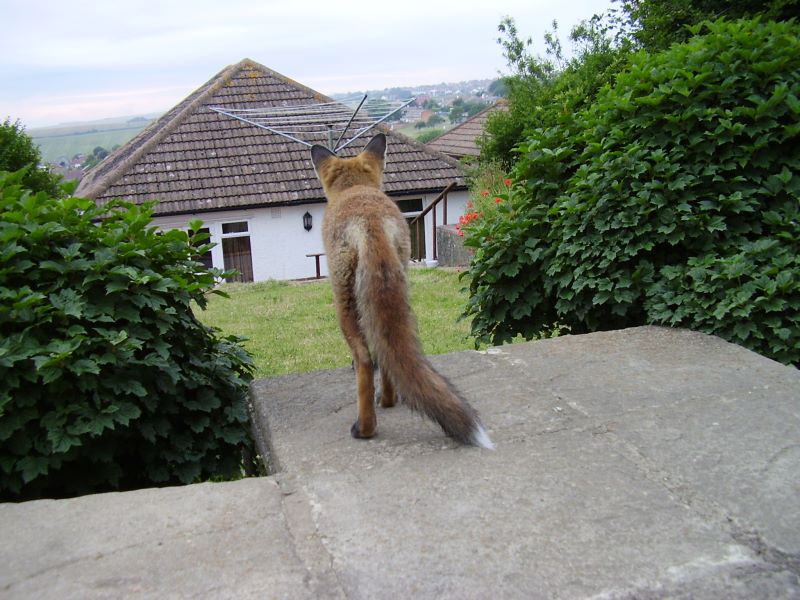 Fox cub looking 1