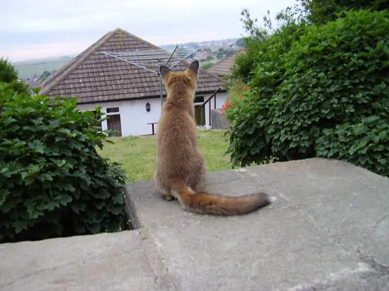 Fox cub looking 2