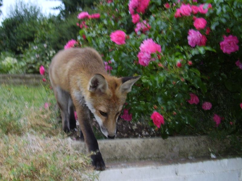 Fox cub roses