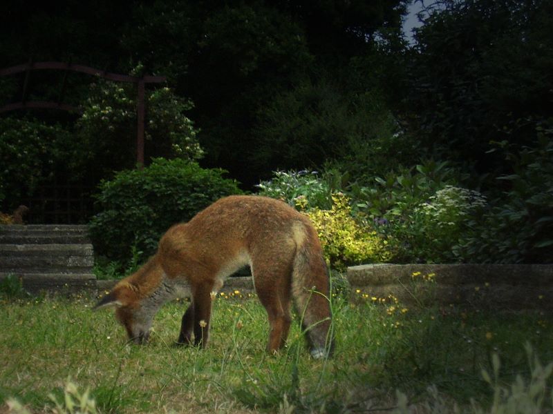 Fox cub grubbing