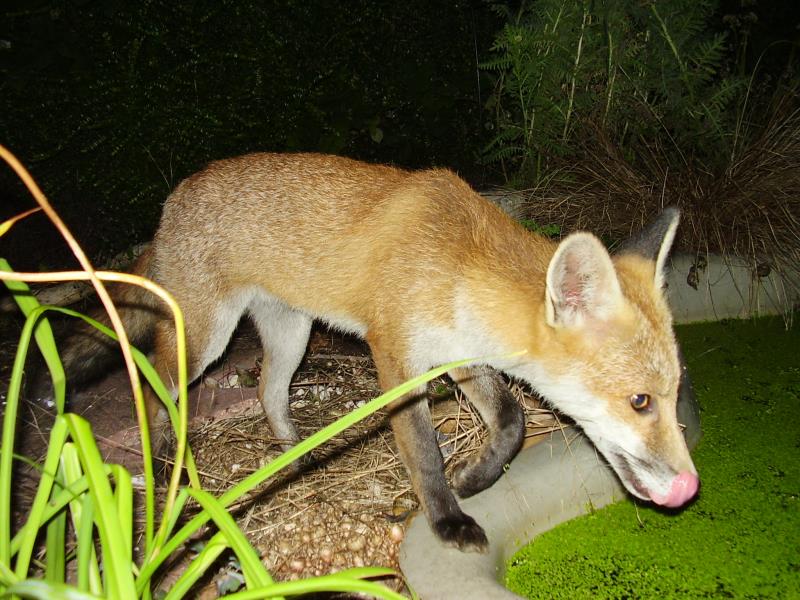Fox cub by pond