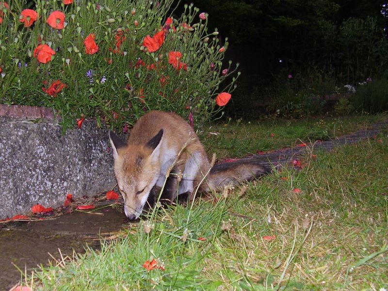 Fox Cub eating