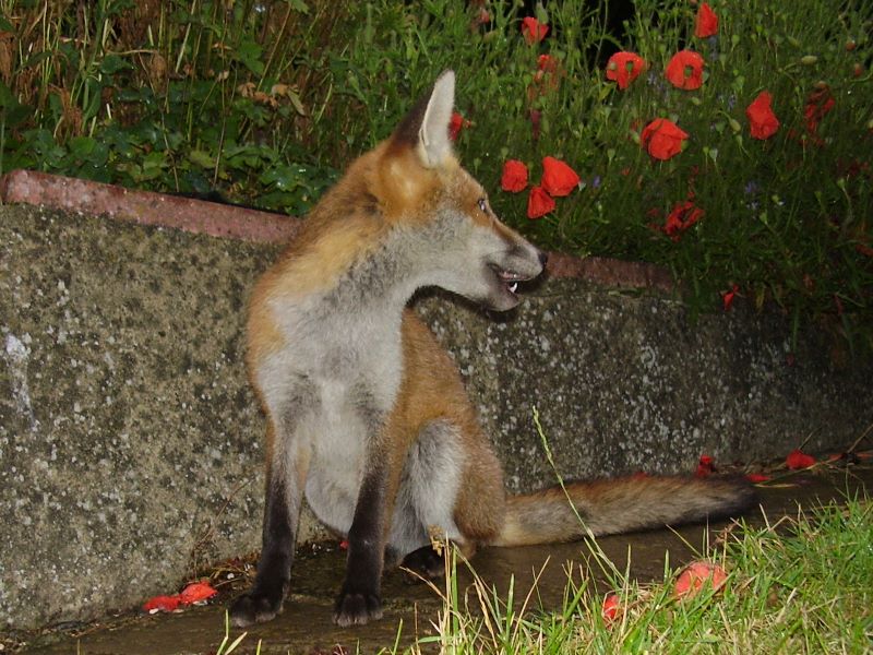 Fox Cub looking