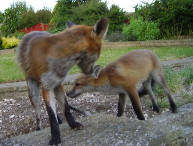 Fox and Cub