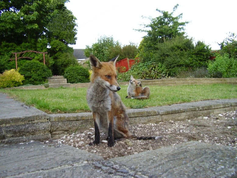 Fox and Cub relax