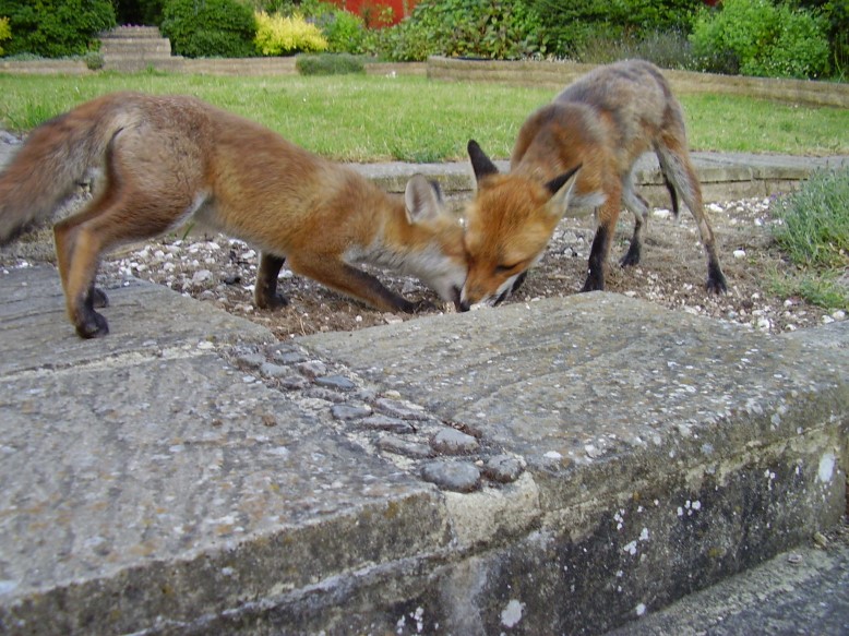 Fox and Cub tussle over a Markie