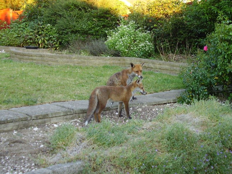 Fox and cub