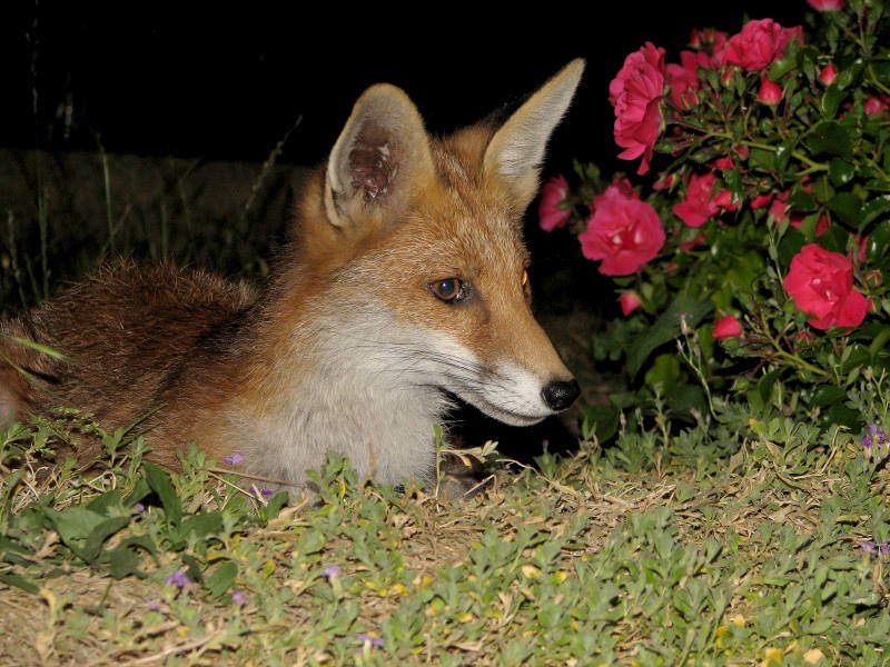 Fox cub